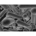 LB-G40 Lactobacillus bulgaricus